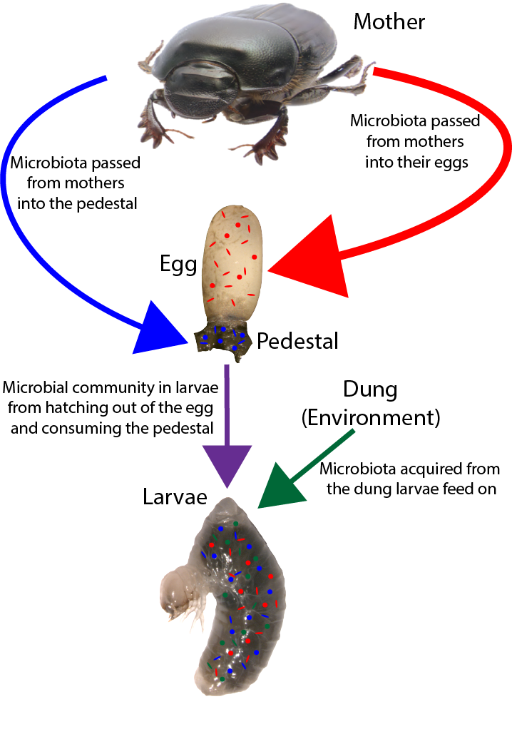 Microbial Inheritance Research Interests
